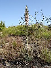 hesperoyucca whipplei